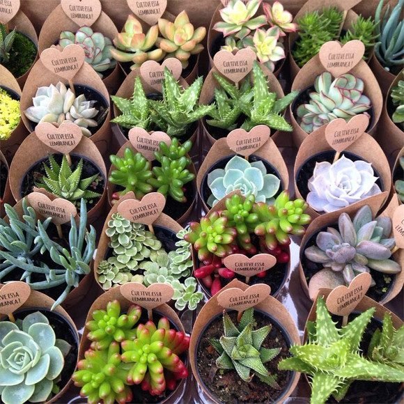 Mini Suculentas Personalizadas